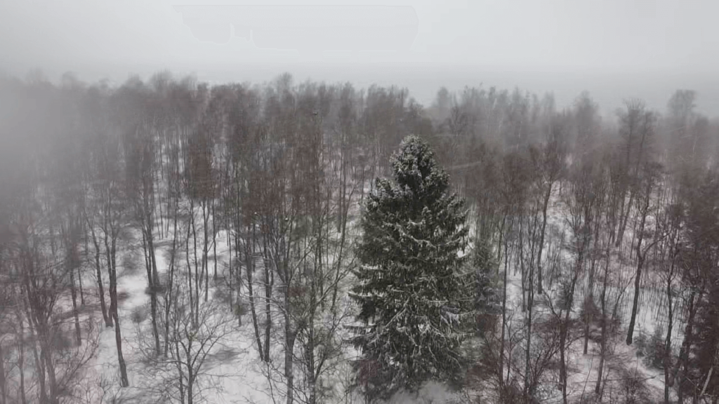 Reforestation in Estonia